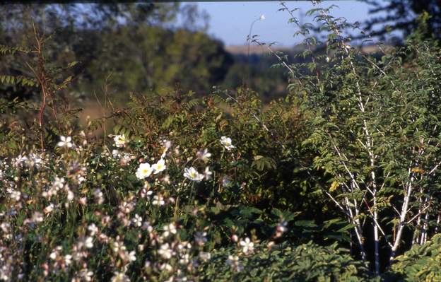 1995 05 Gauras, anémones du Japon et la ronce du Tibet ( Rubus thibetanus ).