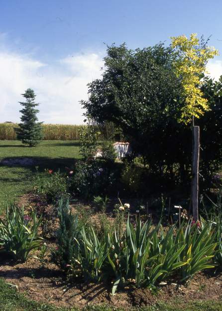 1995 07 acacia dore Robinia pseudoacacia 'Frisia' : l'acacia doré choisi par Aurore