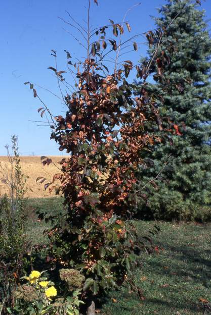 1999 11 Parotia persica . Fleurs tout en haut, invisibles sans échelle. Mais très beau en automne. On a fait pousser une clématite dedans. Peut-être qu'on la verra un...