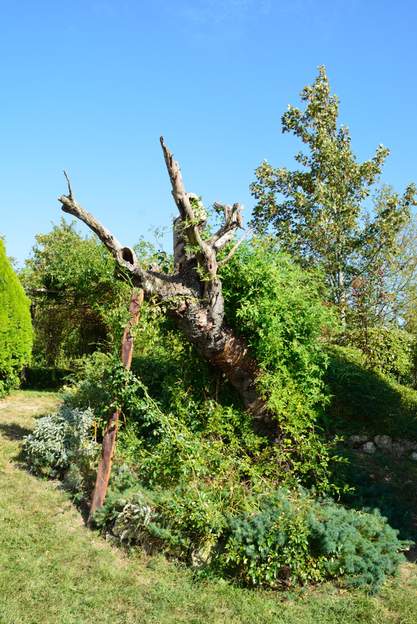 2013 09 Martine pose un soutient de l'arbre creux qui penchait de plus en plus. Elle fat grimper Alberic dessus, on verra bien ce que ça va donner.