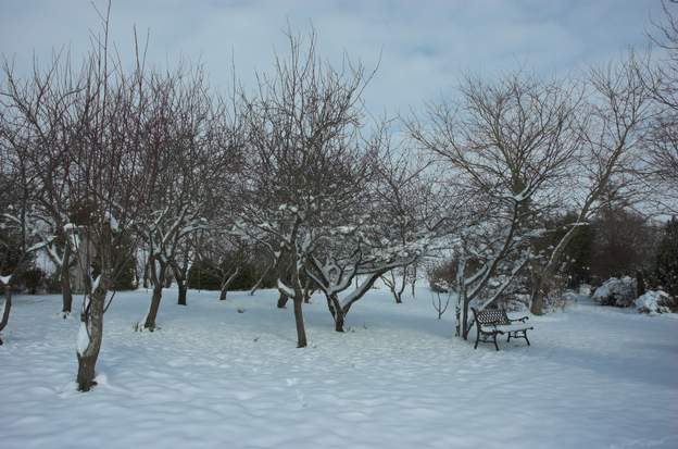 01 janvier 2010 La neige ne tient pas sur les arbres à cause du vent violent, mais s'entasse à leur pieds, jusqu'au genou !