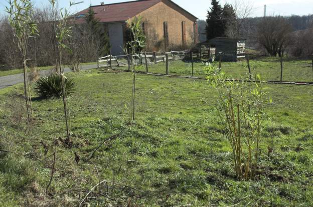 2010 01 6 à l'entrée du jardin, on a déjà dans la partie à gauche de la route une série de bambous. On fait un pendant de l'autre côté, plus tard l'entrée se fera par une...