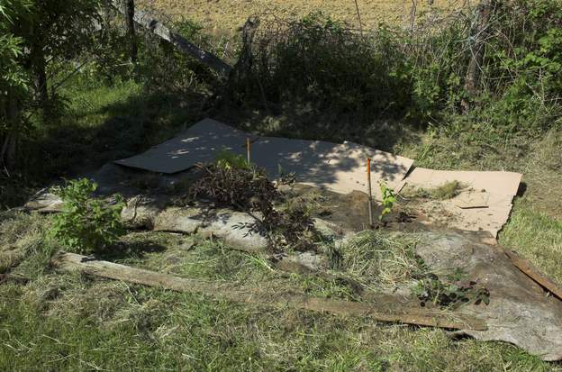 2012 05 2 Le coin avec ses 5 buissons : une viorne boule de neige, un sureau pourpre, un doré, le rosier 'Felicia' et un diospyros de collection (plaqueminier lotus). Ça...