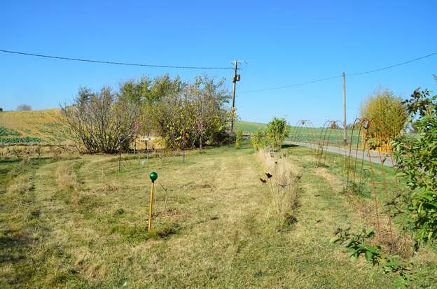 2015 11 Martine ajoute trois Lagerstroemia indica , le Lilas des Indes. Ils vont avoir beaucoup de mal à démarrer : Une gelée noire n'en a laissé qu'un bout, la...