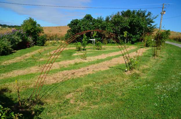 2016 07 Les rosiers grimpants destinés à border l'allée sont en place, on attend qu'ils poussent.