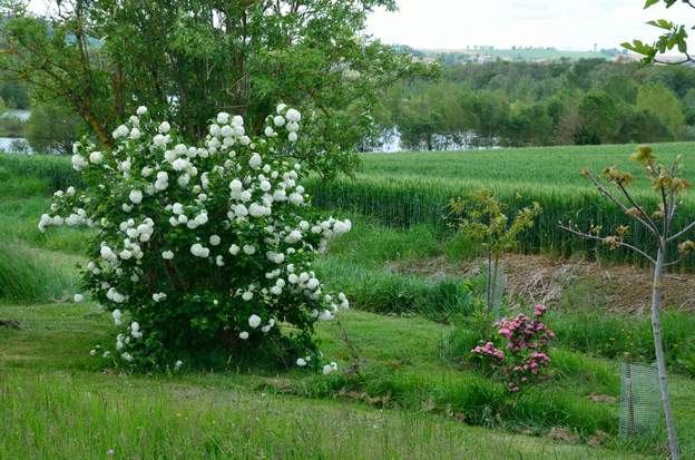 2019 05 05 au fond du pré, quelques arbustes, dont la grande boule de neige et l'aubépine (Crataegus laevigata 'Rosea Flore Pleno'). Malheureusement un salopard de...