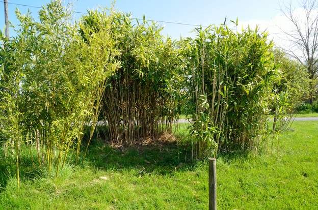 2020 03 27 Dans les bambous à droite de l'entrée, nnous avons commencé une cabane.