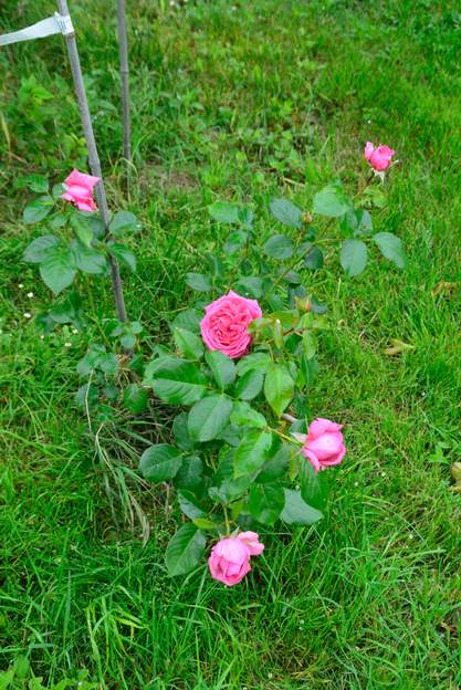 2018 05 - Rose de Molinart Buisson très vigoureux.