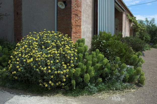 2009 05 le phlomis arbustif, taillé en boule après floraison, va bien avec les grandes euphorbes qui poussent parfaitement dans les cailloux (charasias) taillé, il est...