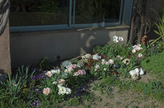 2009 04 1 Les vivaces d'hiver ont disparu, les bulbes sont en fleurs, avec l'une de nos tulipes favorites 'Angélique' (ainsi que la 'radis') et plein de pensées.