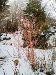 Cornus sanguinea 'Winterflame' 2015 02.JPG